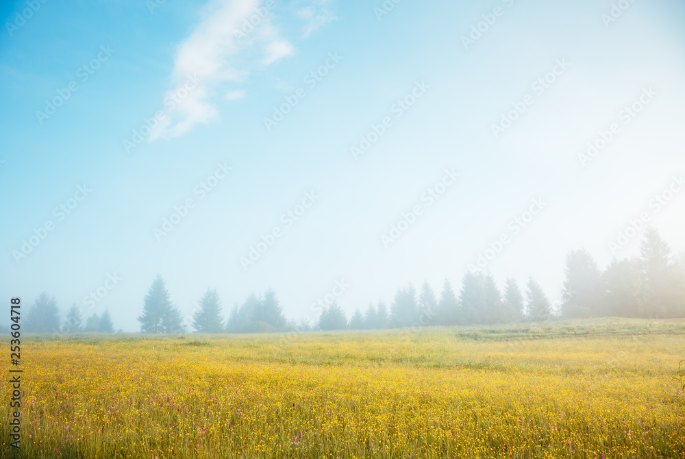 Blooming grazing land in the morning light. Blooming grazing land in the morning light.