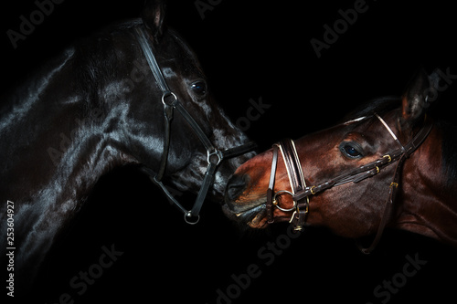 Portrait of beautiful breed horses at black background.