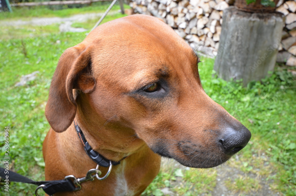 Rhodesian Ridgeback