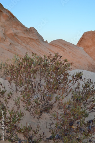 Desert