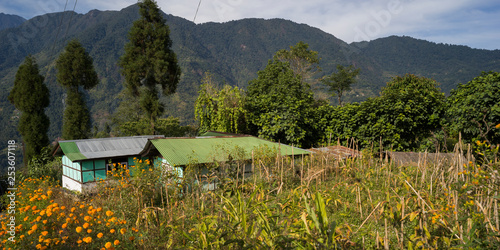 Plants with mountain range in the background, Dentam Forest Block, Radhu Khandu Village, Sikkim, India photo