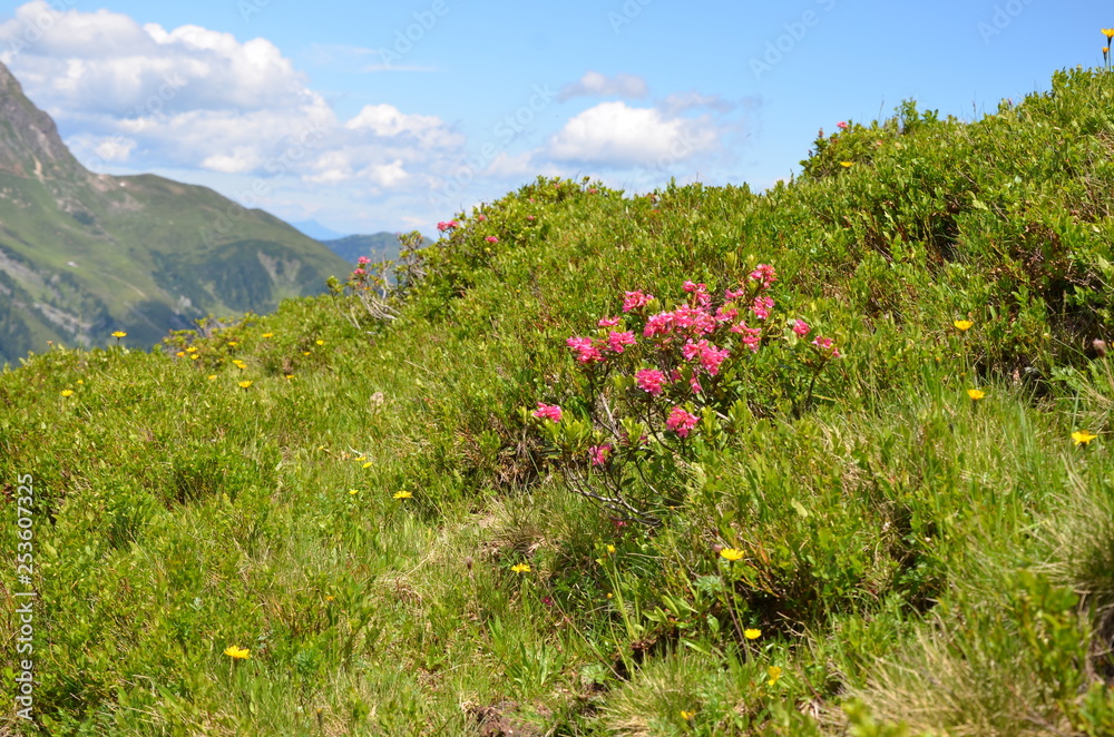 Alpen Alpen