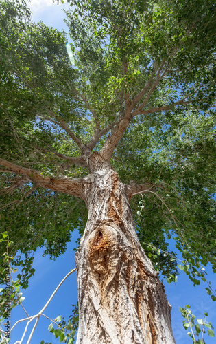 Looking up along trunk into desert cottonwood tree.