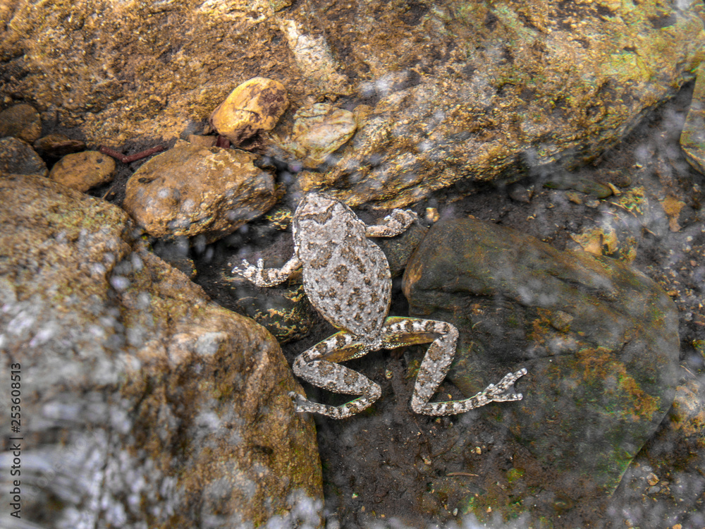 A frog resting just beneath the surface of the water