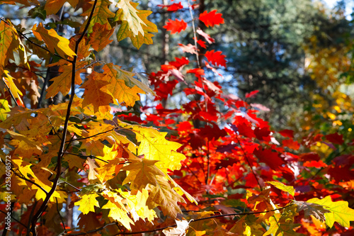 Lush colorful foliage in the autumn season