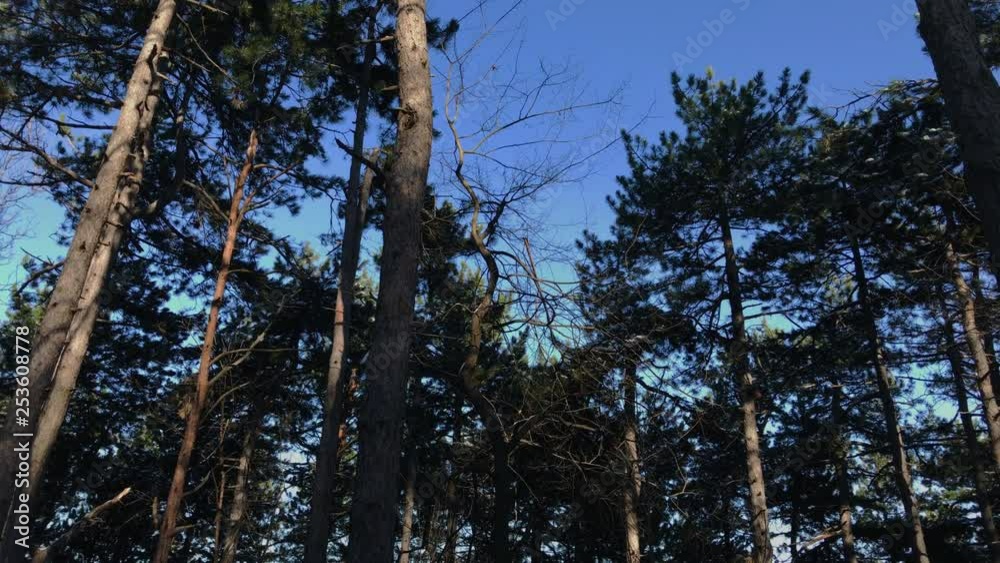 Blue mountain sky in the forest during the winter Blue mountain sky in the forest during the winter