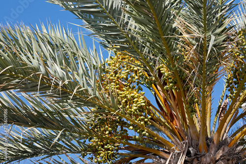 Palm tree fruits among leaves