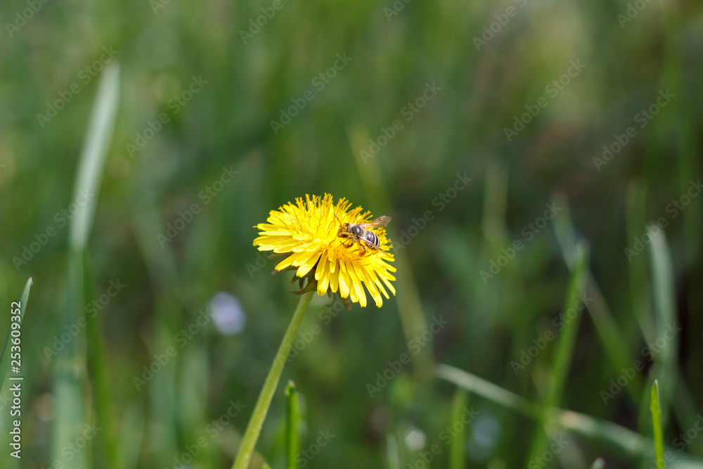 dandelion or celandine grow in a sunny meadow in spring and summer