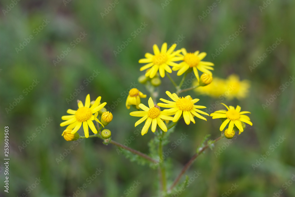 dandelion or celandine grow in a sunny meadow in spring and summer dandelion or celandine grow in a sunny meadow in spring and summer