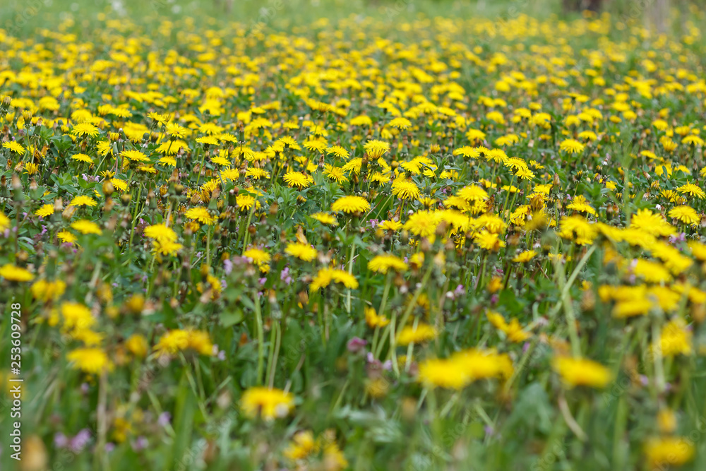 dandelion or celandine grow in a sunny meadow in spring and summer