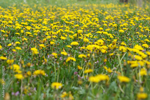 dandelion or celandine grow in a sunny meadow in spring and summer