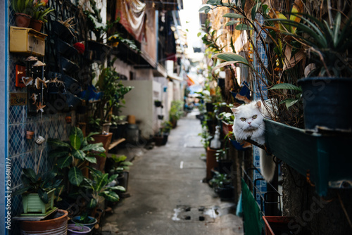 Kot na ulicy photo