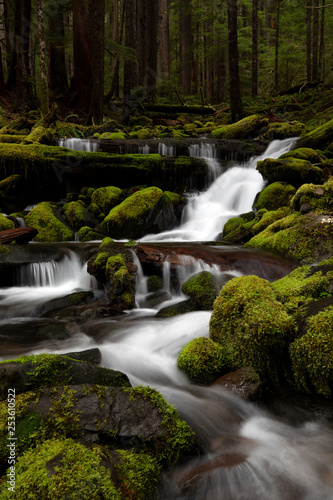 Olympic National Park  WA  USA. 