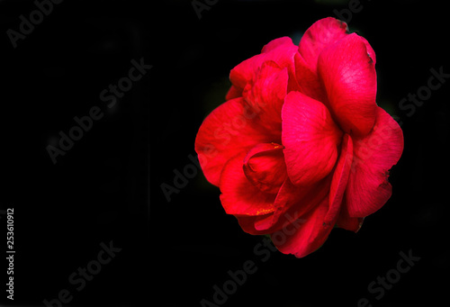 A Color macro image of a red camellia on black background.