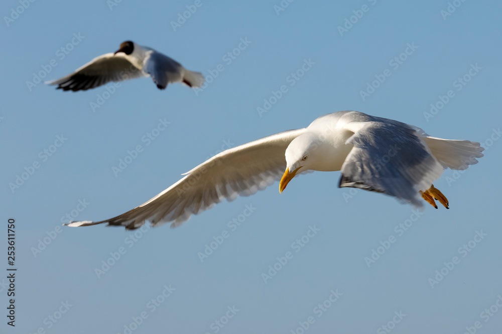 Fototapeta premium Two sea gulls on flight are looking for food