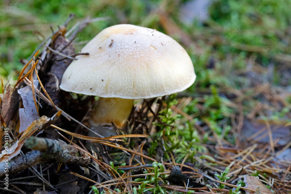 Wild mushroom grows in a forest Wild mushroom grows in a forest