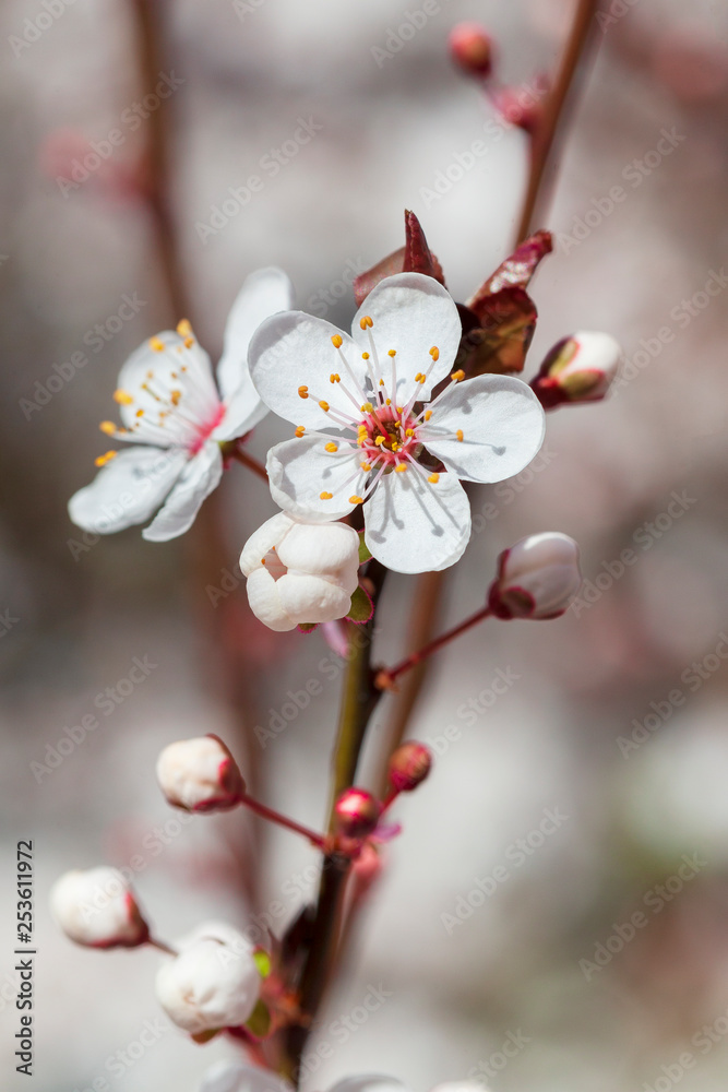 Macro de flor de cerezo