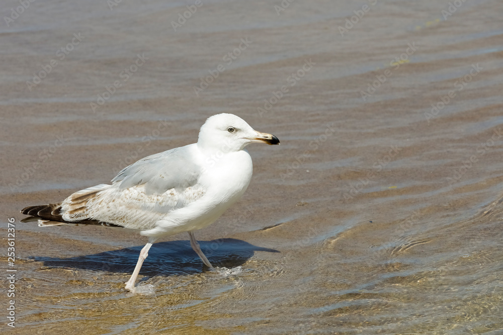 A seagull is walking on shallow water A seagull is walking on shallow water