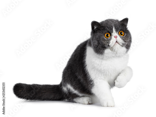 Bild auf Leinwand Blue with white young Exotic Shorthair cat, sitting side ways