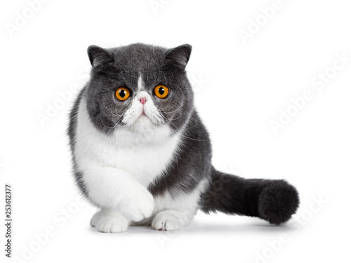 Foto Blue with white young Exotic Shorthair cat, standing / walking facing front