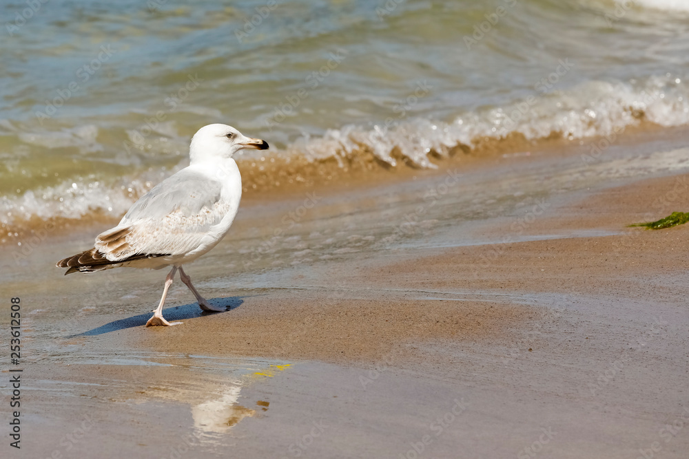 A walking seagull observes the seaside area A walking seagull observes the seaside area
