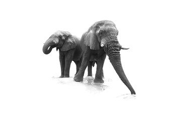 Artistic, black and white, close up photo of two African Bush Elephants, Loxodonta africana, low angle photo of drinking elephants , isolated on white background.