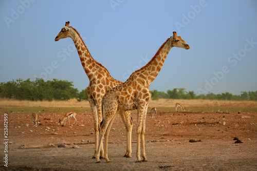 Two  Angolan giraffes  Giraffa giraffa angolensis  also known as Namibian giraffe  standing heads apart next to waterhole. Safari in Etosha national park. Wildlife photography  Namibia.