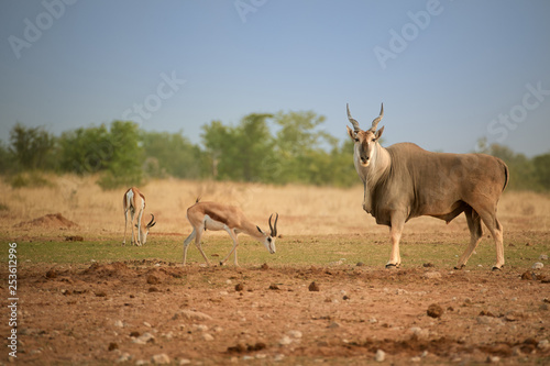 Huge Eland antelope,Taurotragus oryx, male with twisted horns staring at camera in typical arid environment  of Etosha national park. Wildlife photography, Namibia.