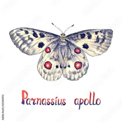 Apollo or mountain Apollo (Parnassius apollo), hand painted watercolor  illustration with handwritten inscription