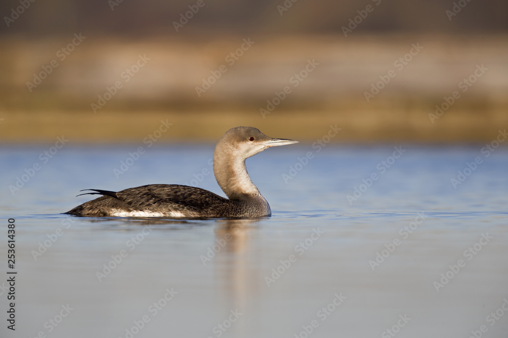 A black-throated loon (Gavia arctica) in winter plumage swimming and foraging in a pond in the city Utrecht the Netherlands. A black-throated loon (Gavia arctica) in winter plumage swimming and foraging in a pond in the city Utrecht the Netherlands.