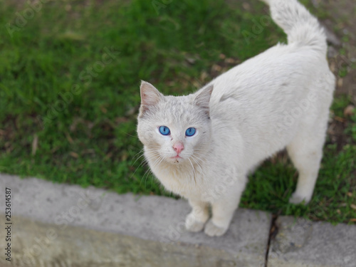  cat with blue eyes © vectorass