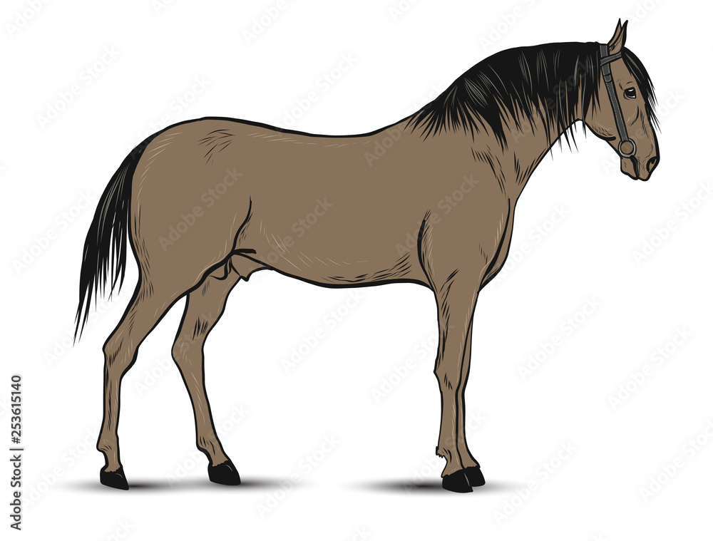 Obraz premium Horse illustration isolated on white background
