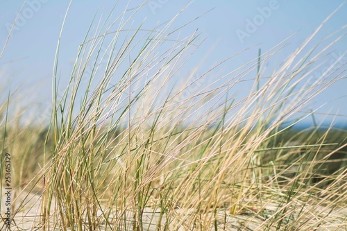 wild grass near sea