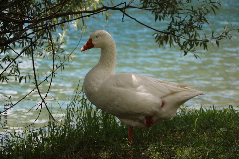 Obraz premium Domestic goose on the farm by the lake