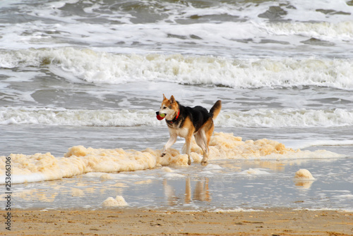 Dog Playing Ball on a Beach