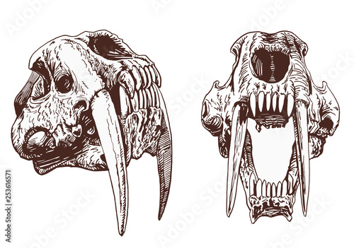 Graphical vintage set of  saber-toothed tiger skulls  ,vector illustration
