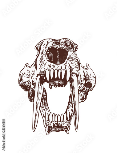 Graphical vintage skull of saber-toothed tiger  ,vector illustration