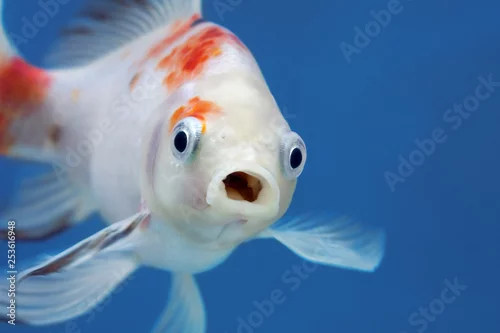 Panel kuchenny z motywem A fish with wide open mouth and big eyes, Surprised, shocked or amazed face front view