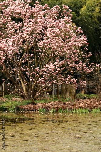pink magnolia tree in bloom