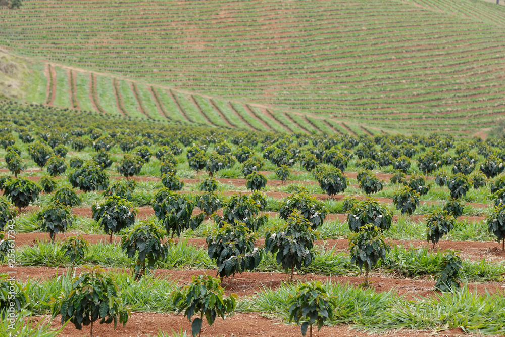 Farm flowered coffee plantation in Brazil