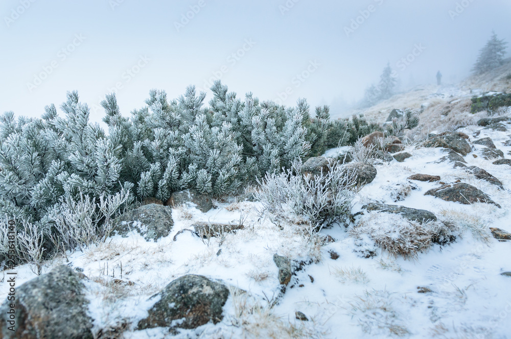 Polish winter landscape in the mountains, snow-capped mountains and vegetation, a tourist trail in Karkonosze. Polish winter landscape in the mountains, snow-capped mountains and vegetation, a tourist trail in Karkonosze.