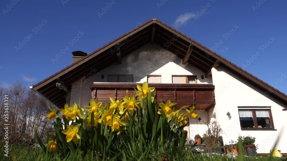 Frühling im Garten - Narzissen (Narcissus) vor einem Einfamilienhaus Frühling im Garten - Narzissen (Narcissus) vor einem Einfamilienhaus