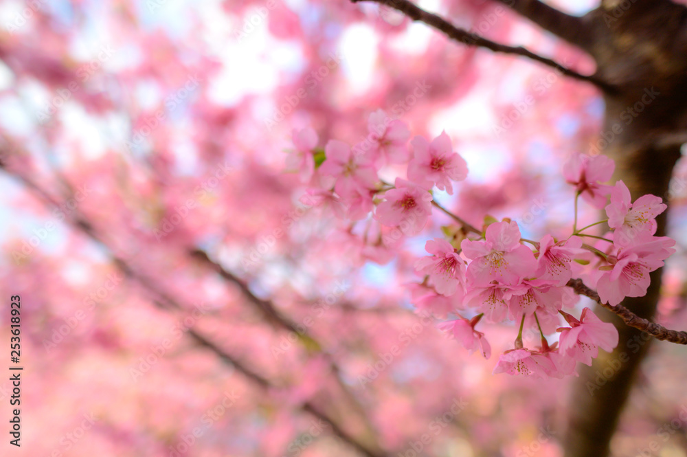 Fototapeta premium Beautiful Japan Sakura tree