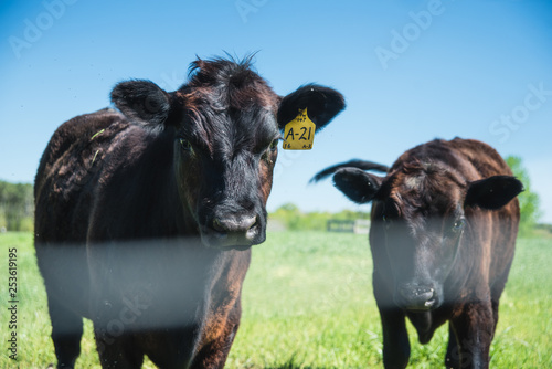 Interested Cows