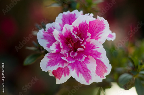 Flor clavel blanco