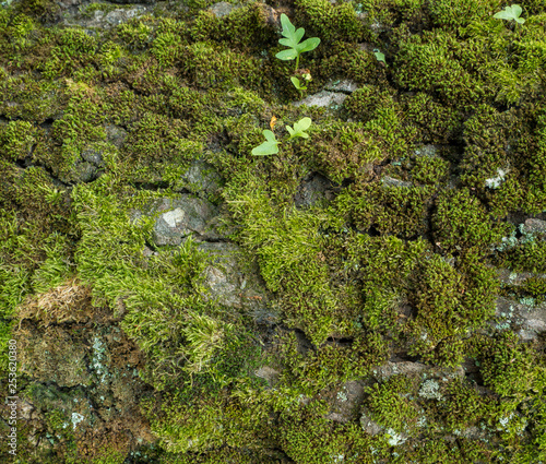 Moss and lichen growing on tree bark. Closeup of tree trunk.