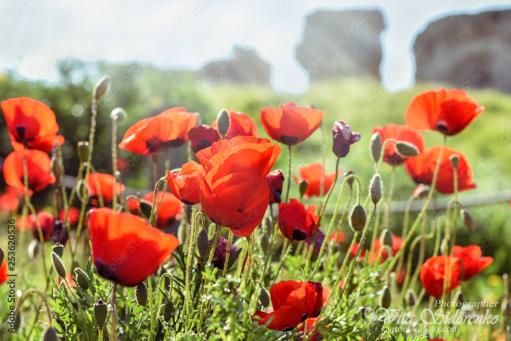 Fototapeta premium Red meadow of flowersred poppies meadow with green grass