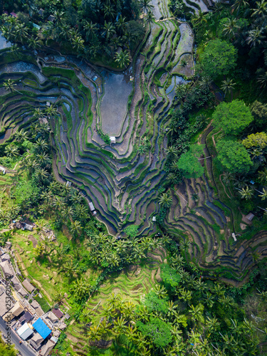 Rice Terrace from Above