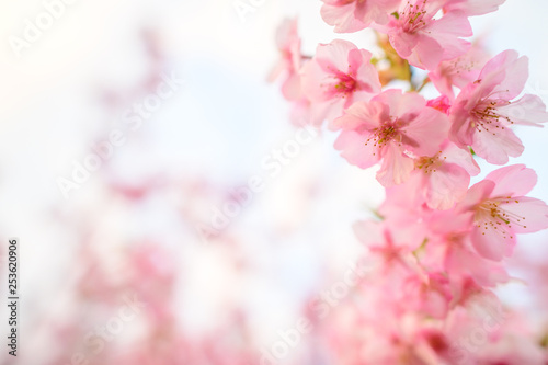 Beautiful Japan Sakura flower under sunlight