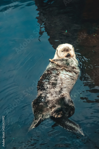 A sea Otter floating